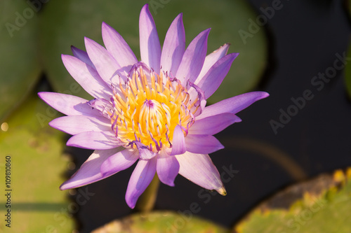 Beautiful Purple Lotus