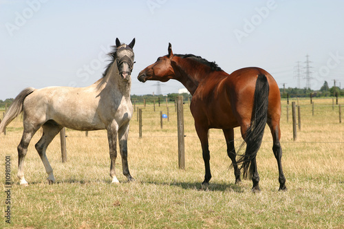 Pferde auf der Koppel © R+R