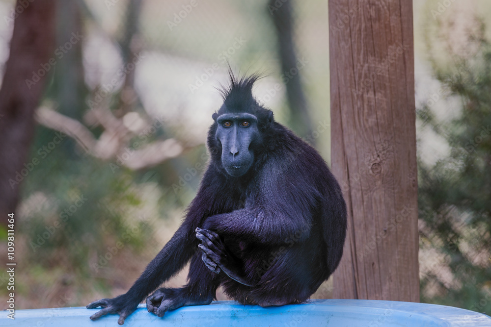 Fototapeta premium Crested macaque portrait.