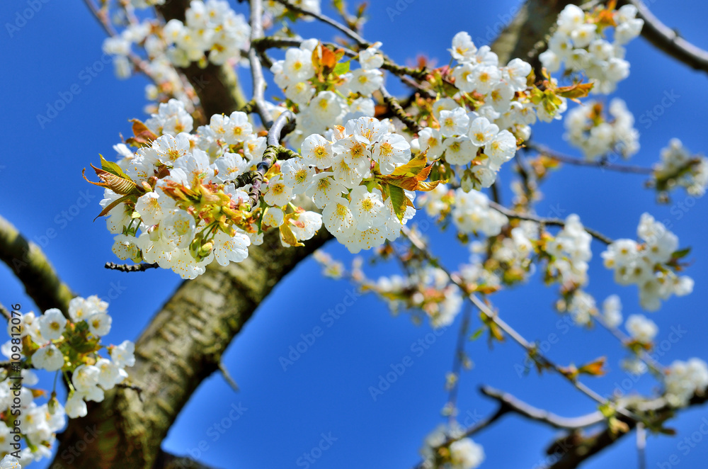 Leuchtend weiße Kirschblüten vor blauem Himmel Leuchtend weiße Kirschblüten vor blauem Himmel