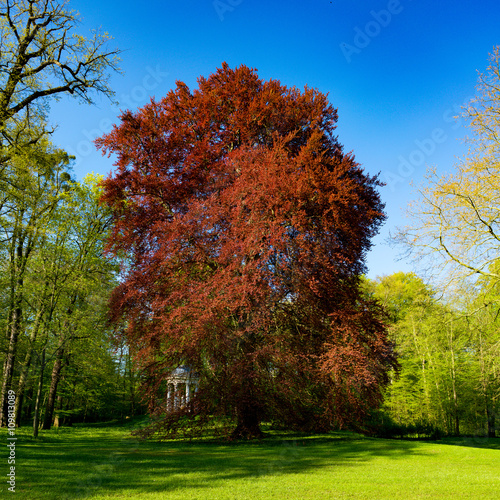 Acer rubrum in park
