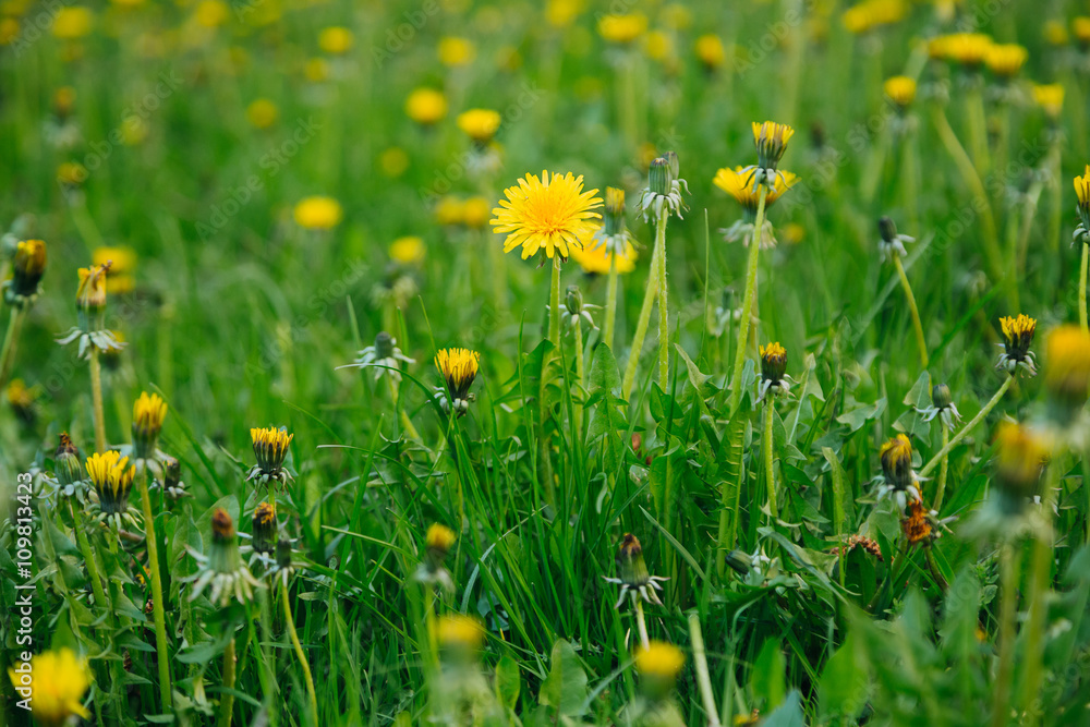 Fototapeta premium Beutiful sunny summer background with dandelions