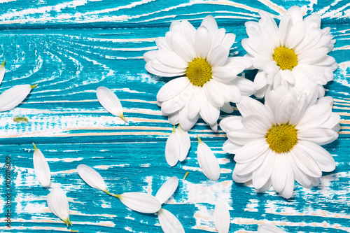 Fototapeta Naklejka Na Ścianę i Meble -  white daisies on the blue wooden background