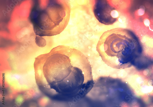 Two-cell embryo, Mitosis under microscope (shallow dof)