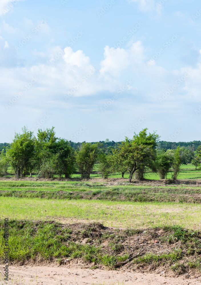 Obraz premium Dry paddy field