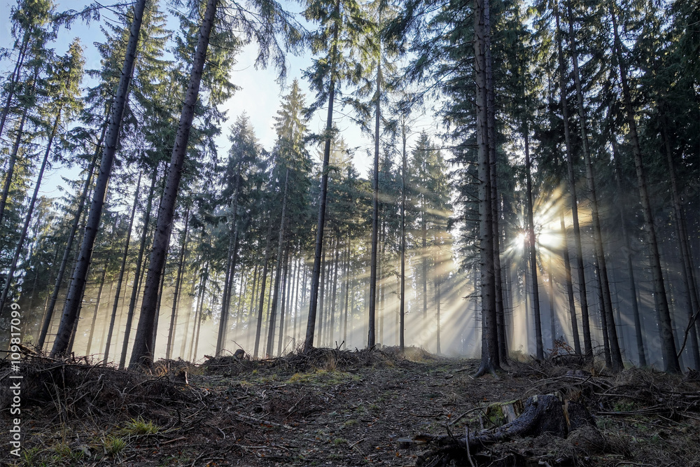 Naklejka premium Sun beams