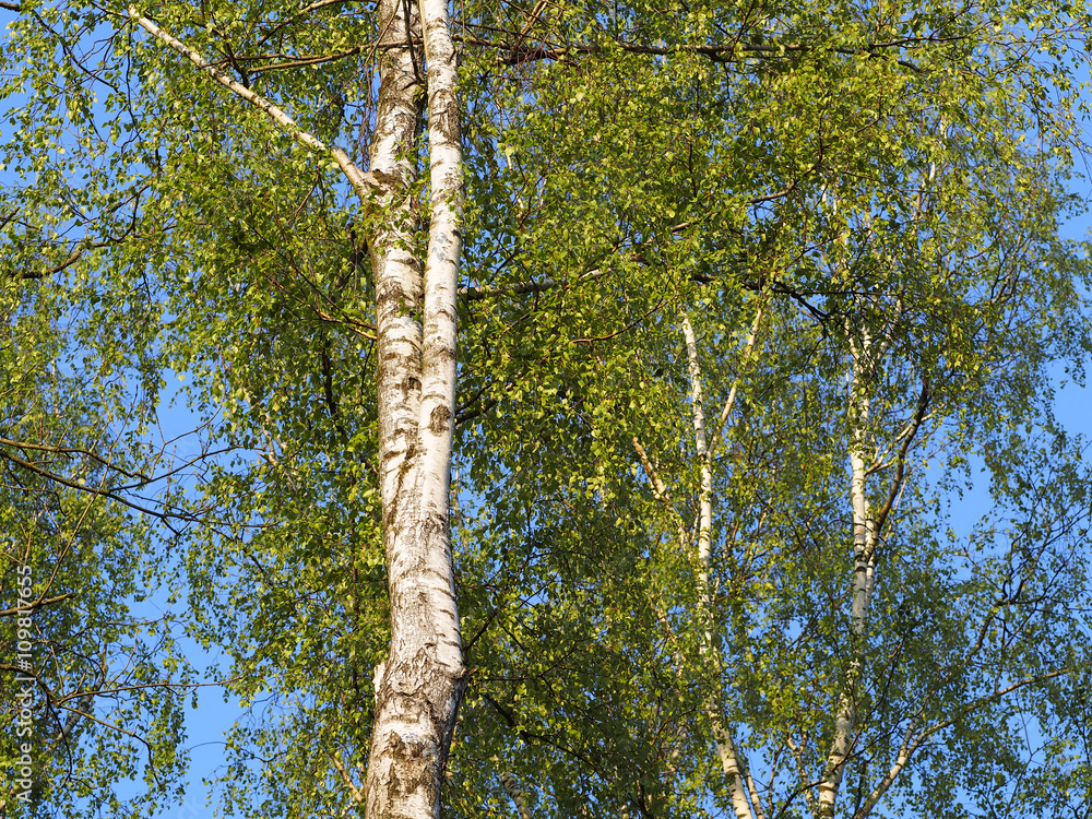 Fototapeta premium Frühling - Birkenbäume mit zarten grünen Blättern 