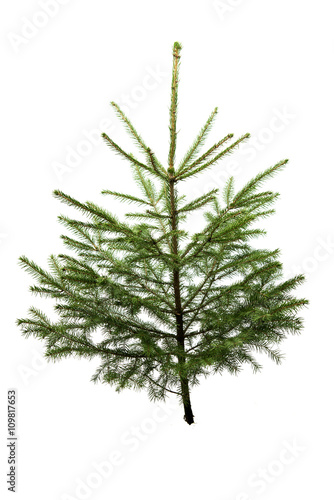 Fir tree for Christmas  not adorned  isolated