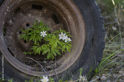 White anemones.