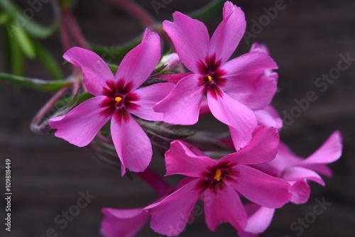 Creeping phlox subulata flowers