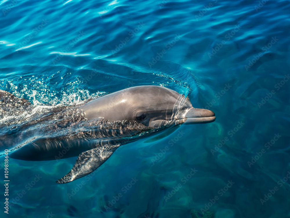 Fototapeta premium Dolphin in the clear sea water