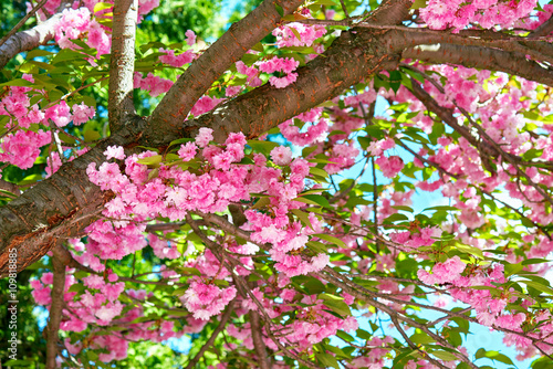 Sakura branches blossoms in a flower garden, beautiful spring landscape at bright day