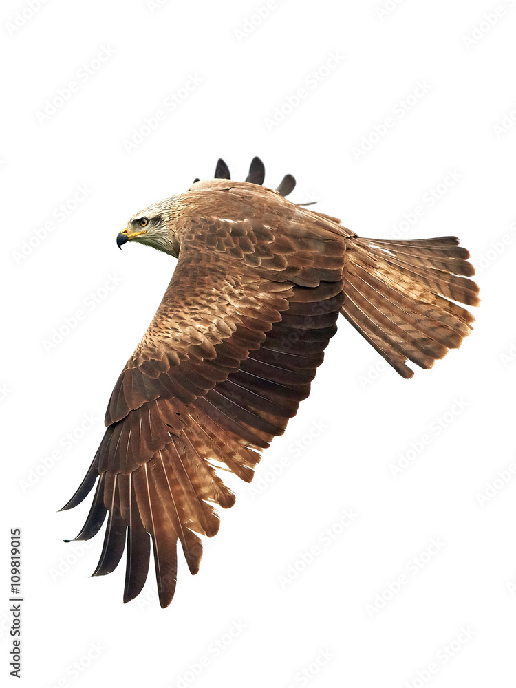 Obraz premium Black kite (Milvus migrans)