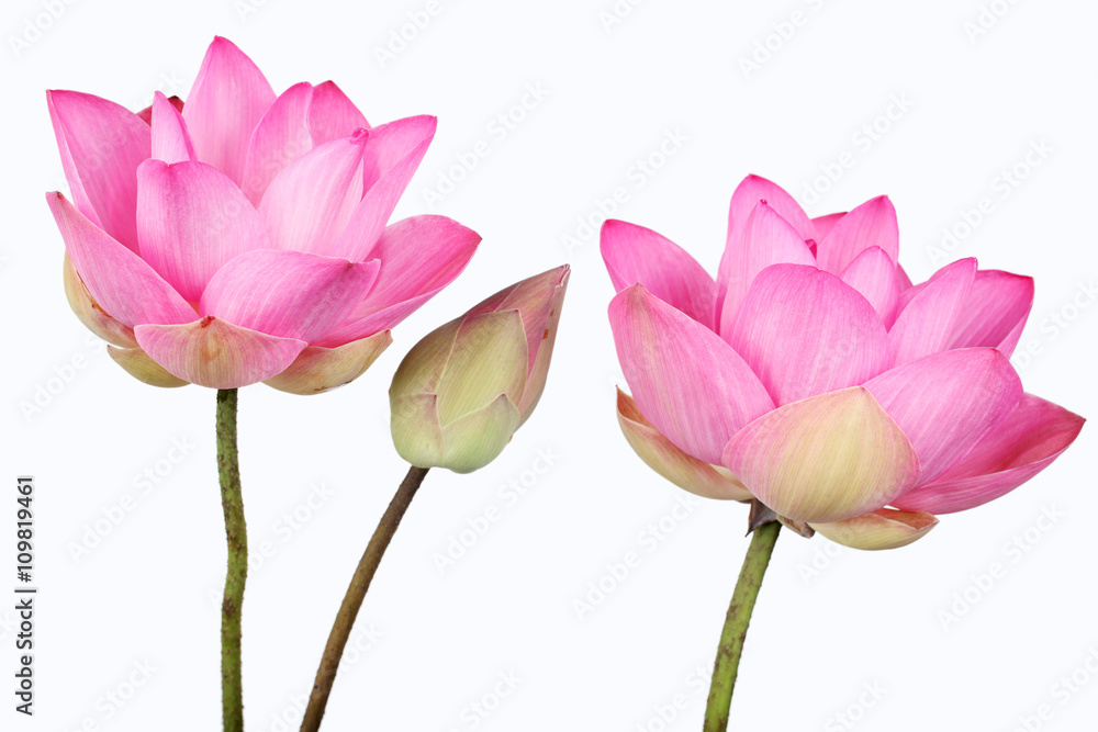Fototapeta premium lotus flower isolated on white background.