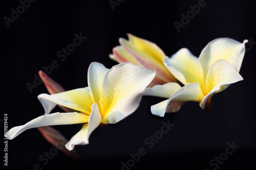 frangiapani flower. photo