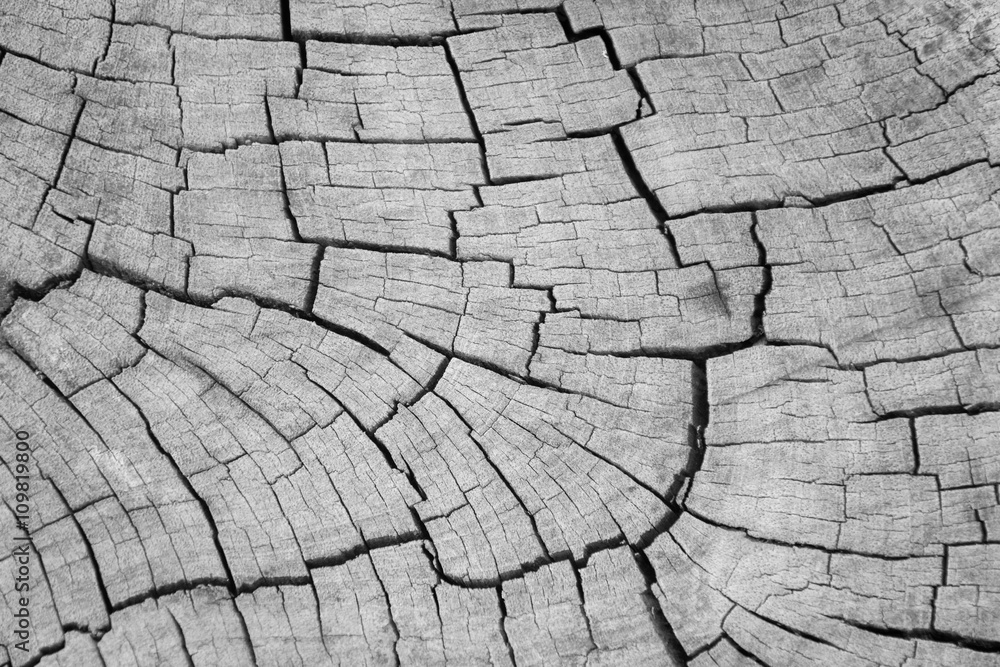 Fototapeta premium Grey wood crack texture background