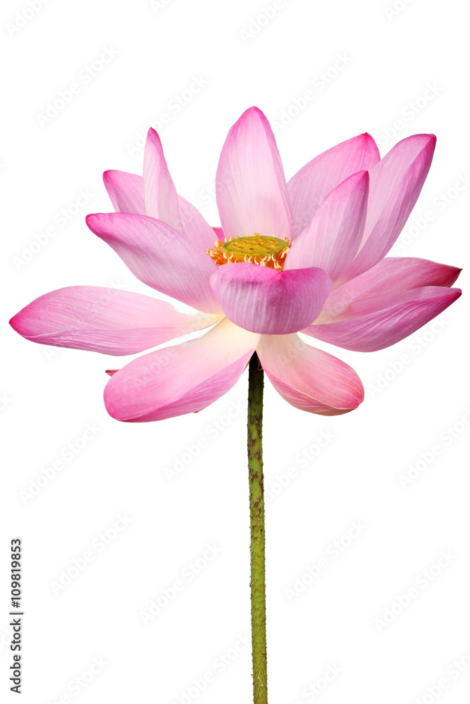 lotus flower isolated on white background. lotus flower isolated on white background.