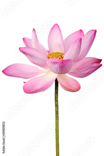 lotus flower isolated on white background. © sakhorn38