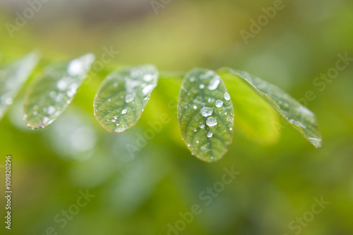 dew drops on leaves. leaves of plants after a rain close up. 
