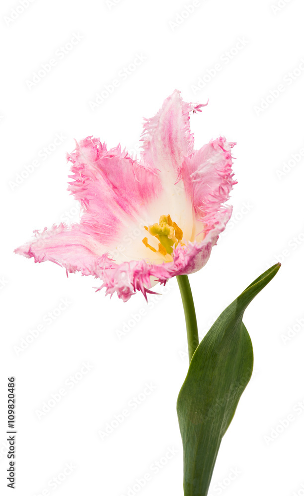 pink tulip isolated