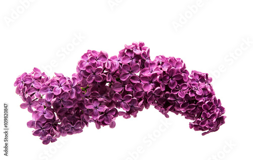 Fresh lilac flower isolated