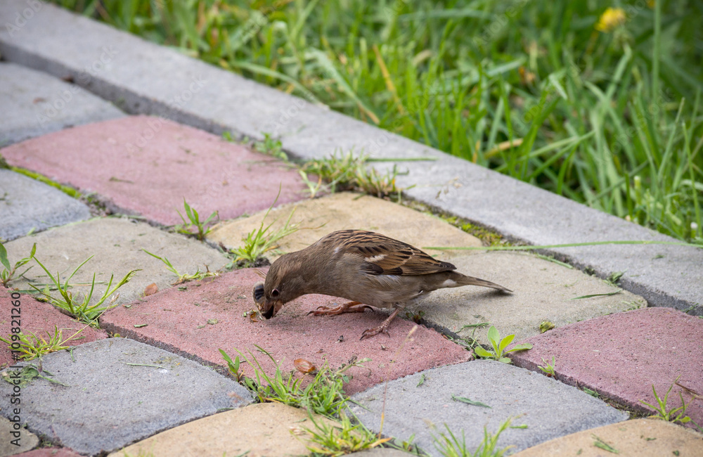 Sparrow eating cockchafer. Pest management. - obrazy, fototapety, plakaty 