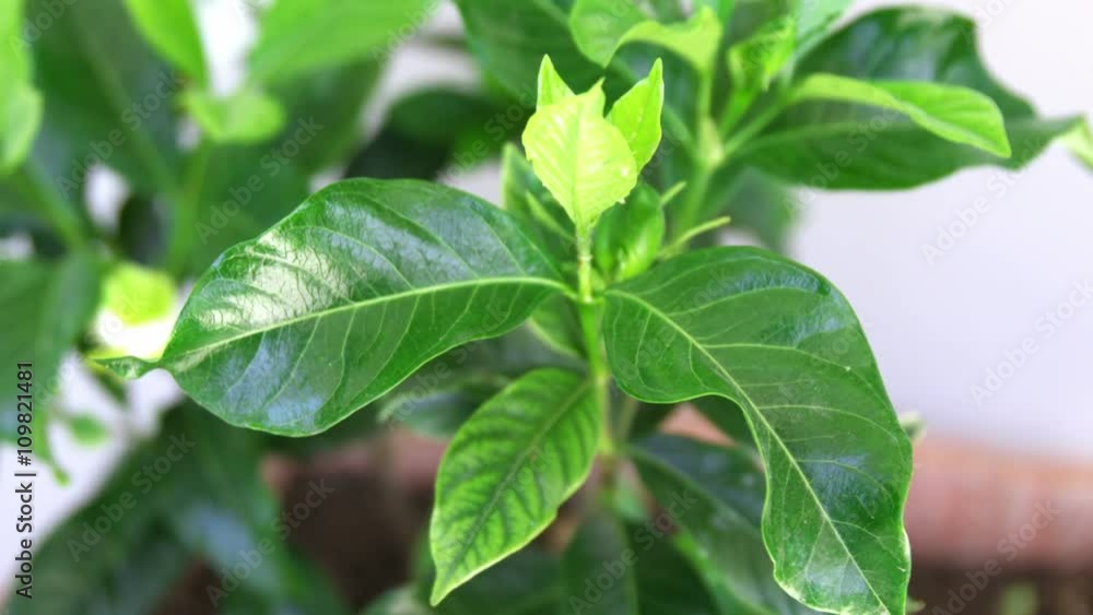 Focus on a plant Focus on a plant