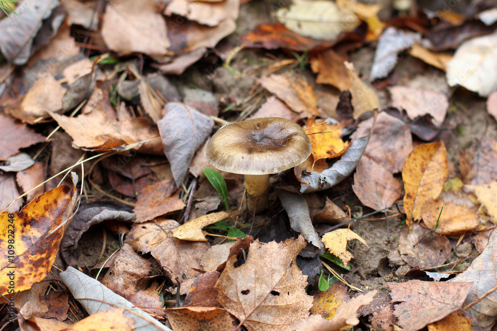 mushroom hiding in foliage/forest background with fallen autumn leaves and hide fungus