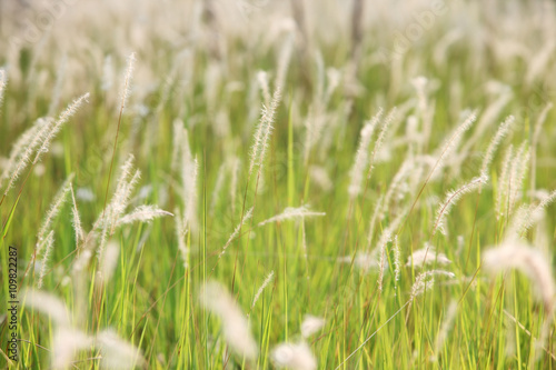 reed grass.