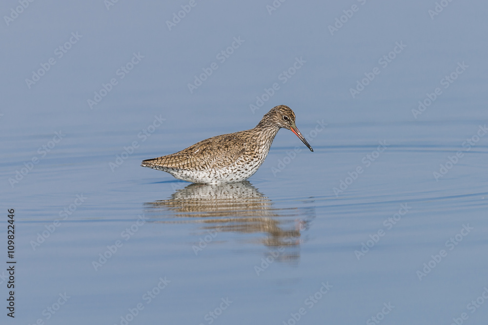 Ruff on a Pond Ruff on a Pond