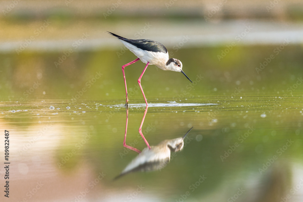 Obraz premium Black winged stilt