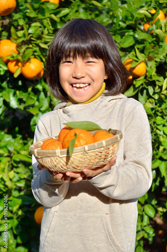 みかん狩りを楽しむ女の子
