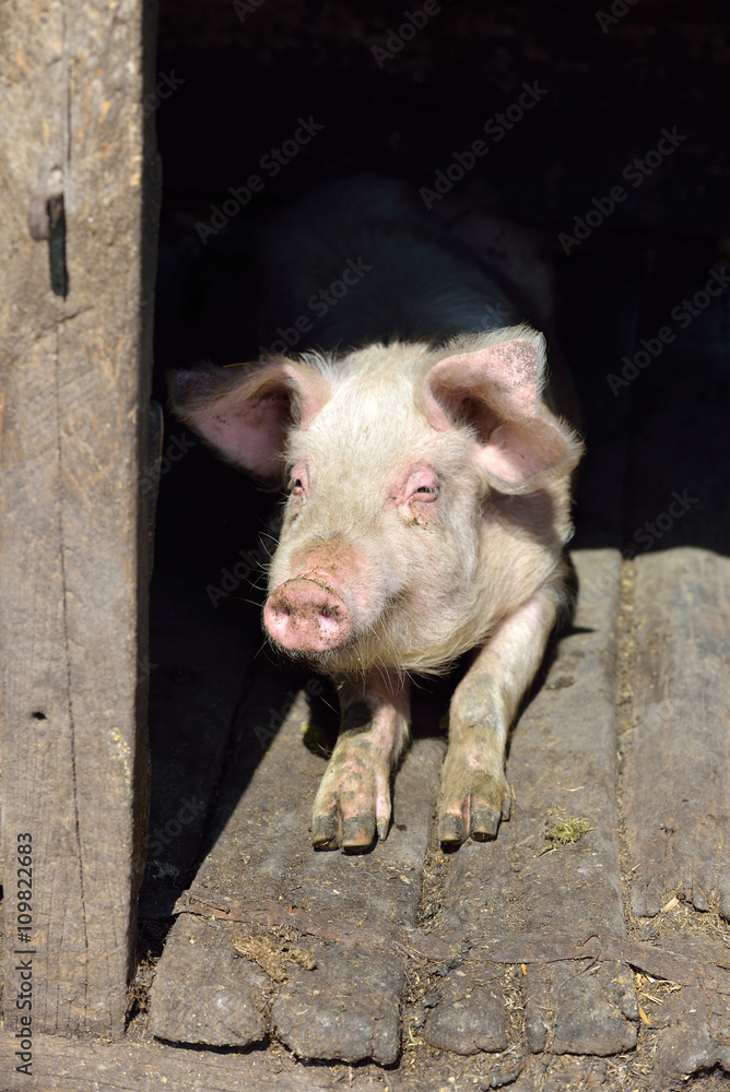 Picture of nose pig inside the piggery standing in the sun. Work Picture of nose pig inside the piggery standing in the sun. Work