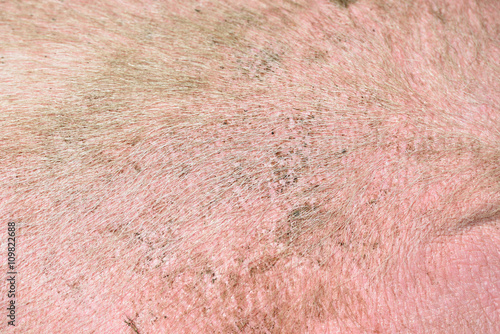 Close up shot of pig skin as a background