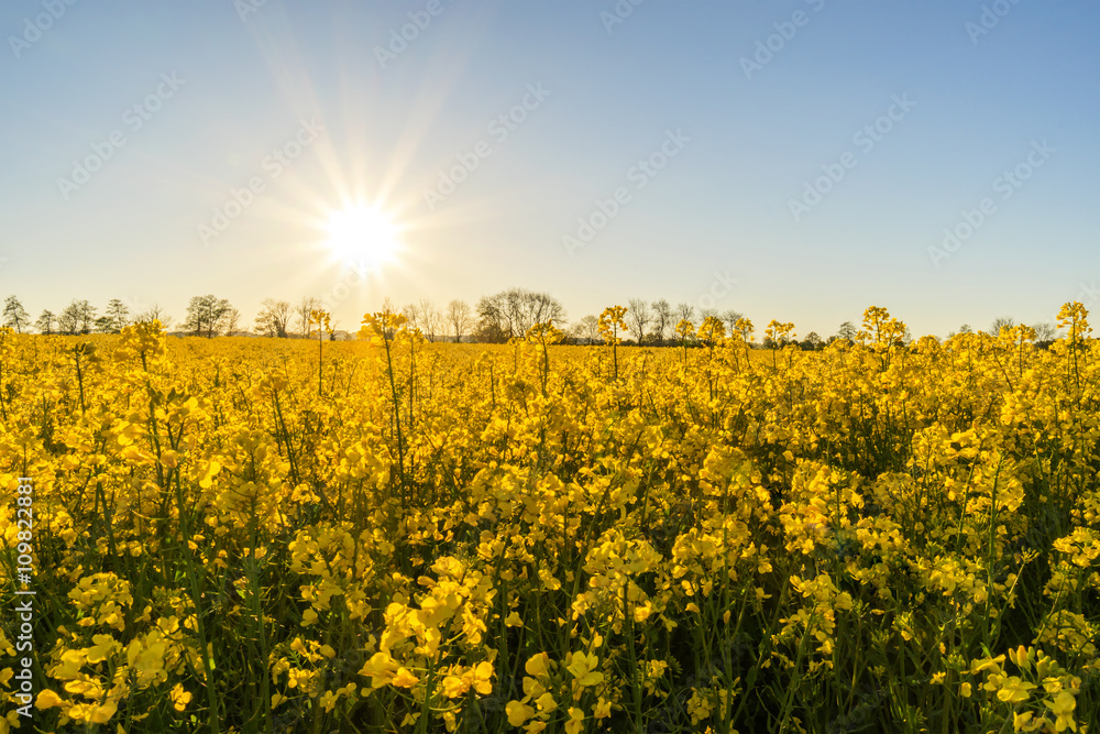 Gelbes Rapsfeld für die Energiegewinnung mit blauem Himmel und Sonnenlicht