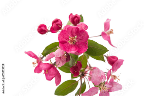 pink flowers on an apple-tree
