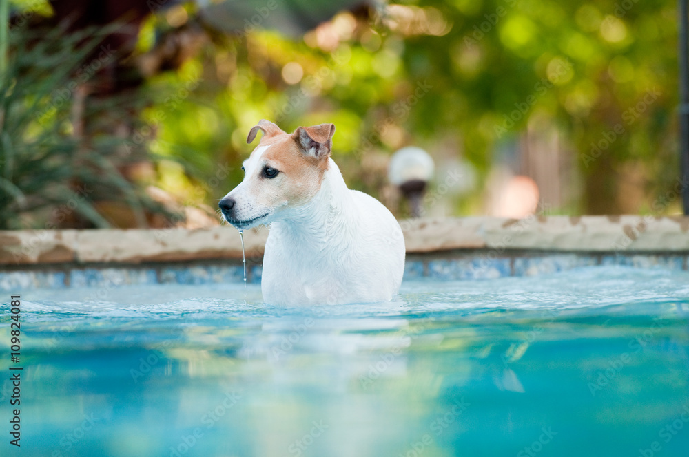 Do Jack Russell Terriers Like To Swim