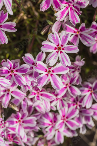 Flammenblume  Phlox