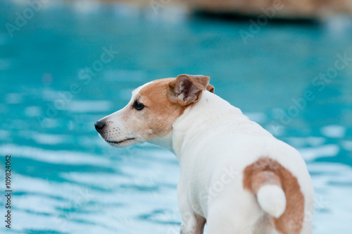 Fototapeta Naklejka Na Ścianę i Meble -  Jack russell terrier dog in swimming pool.