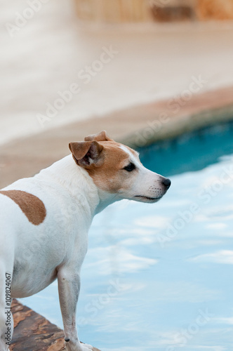 Jack russell terrier dog in swimming pool.