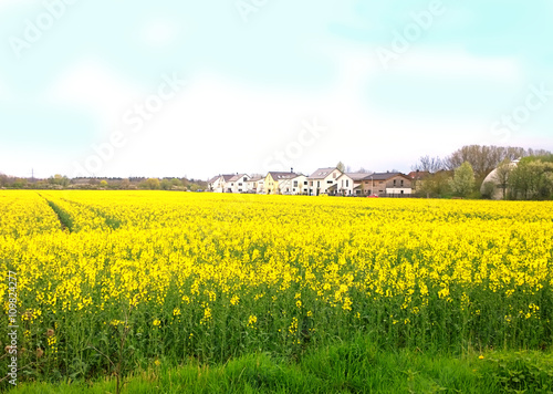 Springtime in Bavaria, yellow field of canola plantation