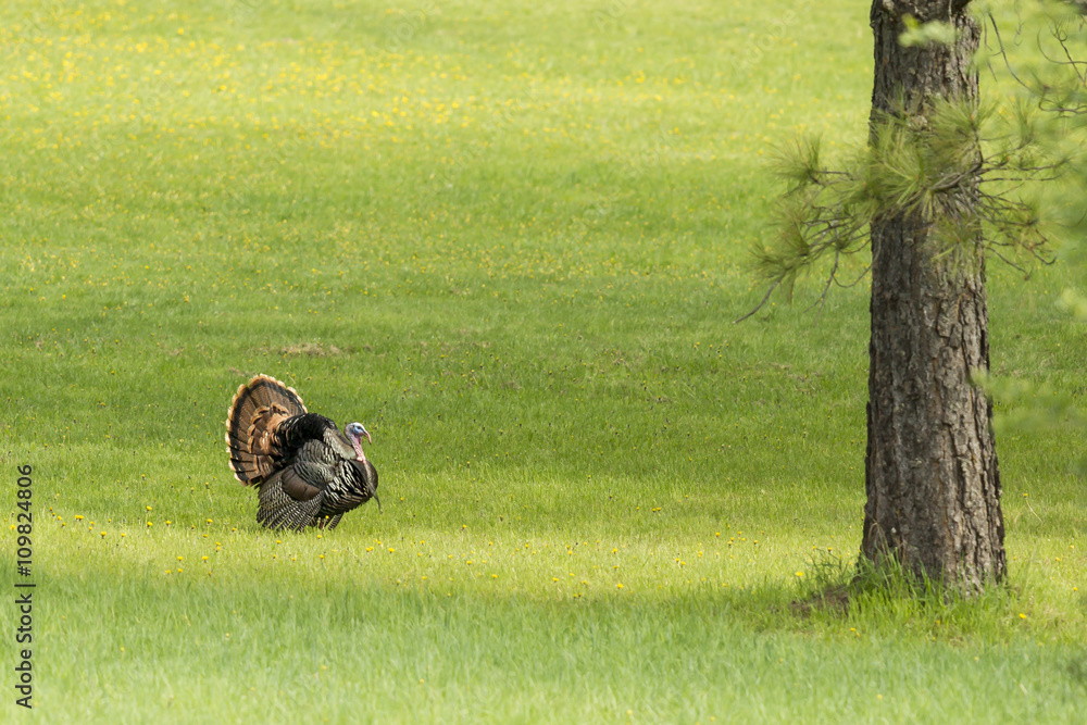 Obraz premium Tom turkey struts around.