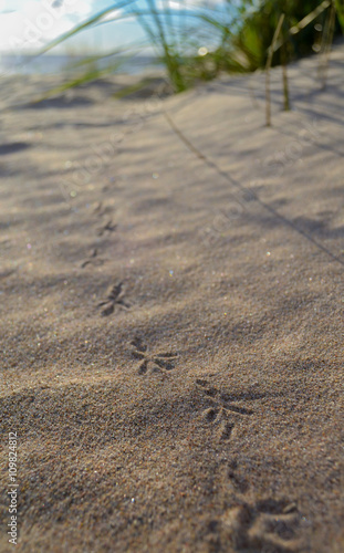 Bird s footprints in the sand on the beach