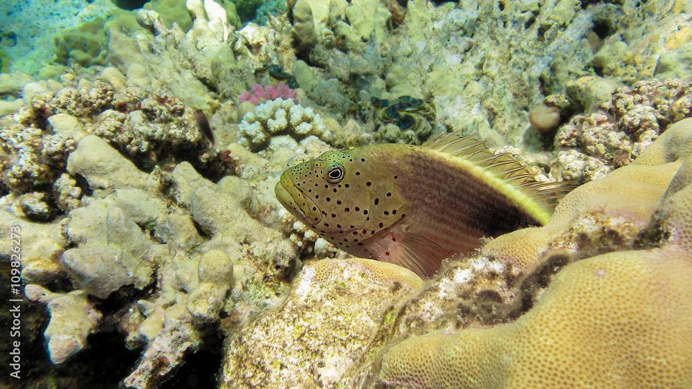Freckled hawkfish, Paracirrhites forsteri, Egypt Freckled hawkfish, Paracirrhites forsteri, Egypt