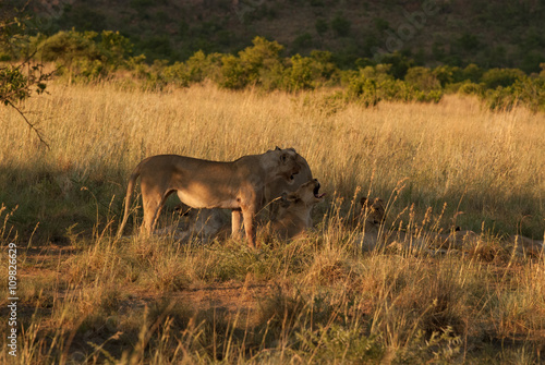 Lionesses in a grassland in Pilanesberg national park in South Africa