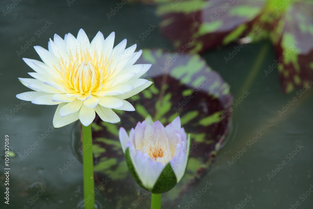 Lotus Flower Lotus Flower