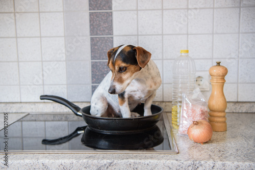 Hund in der Pfanne - Jack Russell Terrier © Karoline Thalhofer