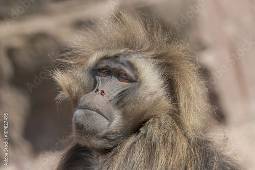 Portrait of african baboon in the open resort  Magdeburg  German