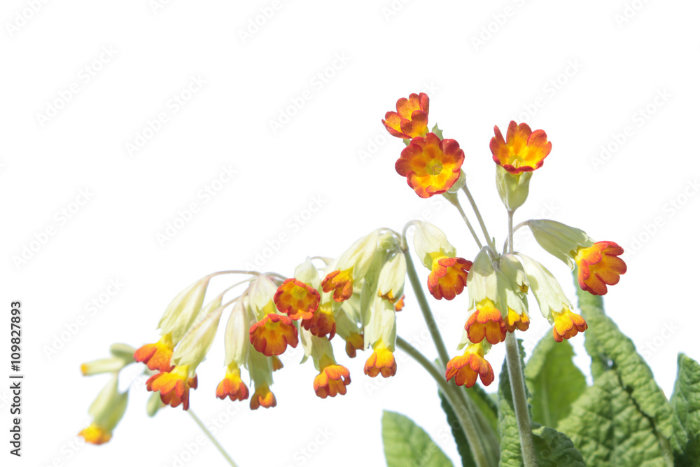 Red-flowered Primula veris plant isolated on white background