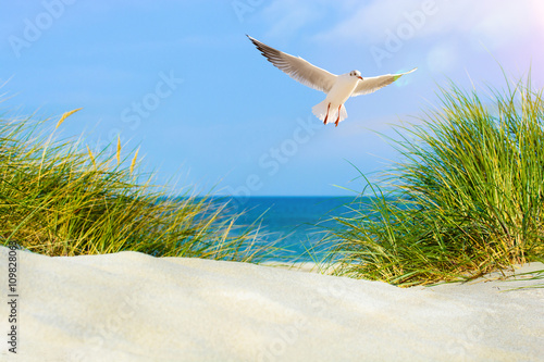 Fototapeta Naklejka Na Ścianę i Meble -  Möwe am Strand mit Dünen